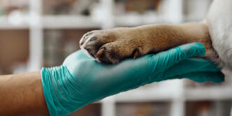 Animal Health