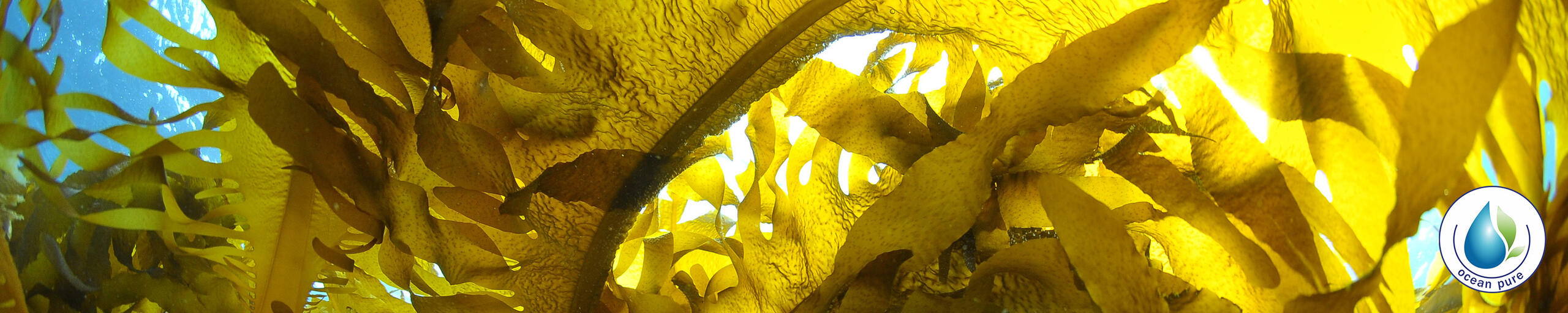 VIVACOAT® ocean pure